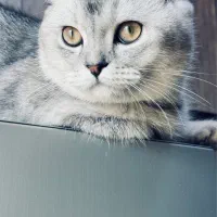 گربه اسکاتیش فولد