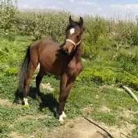کره اسب نریان عرب