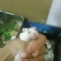 همستر بامزه و خوشگل
