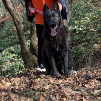 ژرمن بلک کینگ سایز