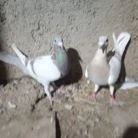 سه تا ماده سر بندی  سرور و سوسنی وکرم|پرنده|شیراز, شهرک کوشکک|دیوار