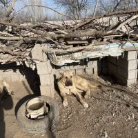 سگ سرابی ازنسل بزسرخاب