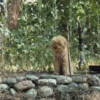 جفت گیری کشش سگ پودل توی