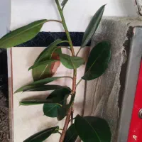 گل فیکوس|گل و گیاه طبیعی|ارومیه, |دیوار