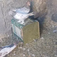 تعدادی کبوتر رنگی