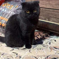 فروش گربه اسکاتیش فولد خاص و اصیل|گربه|سیرجان, |دیوار