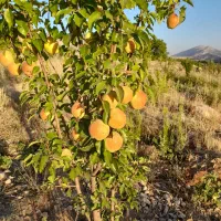 نهالستان حسینی