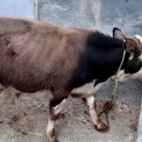 گاووگوساله