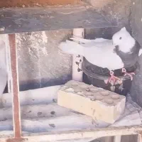 کبوتر