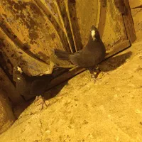 کفتر پلنگ گوک