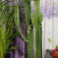 کاکتوس افوربیا