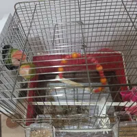 فروش طوطی برزیلی