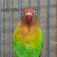 کوتوله برزیلی