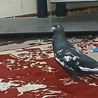 کبوتر تاب سیاه درجه یک