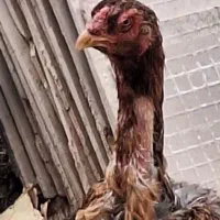 مرغ لاری اصیل