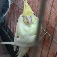 یک جفت عروس هلندی با چهار عدد جوجه|پرنده|کارون, |دیوار