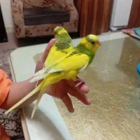 مرغ عشق نر و ماده|پرنده|رشت, حسین آباد|دیوار