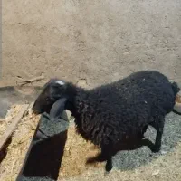 بره نر ۳۴کیلویی