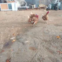 سه عدد بوقلمون نژادبلژیکی|حیوانات مزرعه|شیراز, شهرک امیر کبیر|دیوار