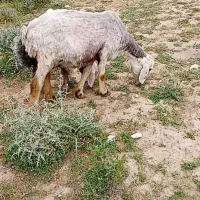 میش.برا|حیوانات مزرعه|شیراز, گل سرخ|دیوار