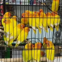 واگذار پرنده