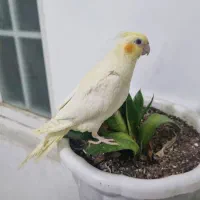 عروس هلندی سرلاکی لوتینو