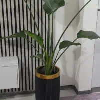 گل نیکولای زیبا