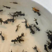 ماهی قرمز|ماهی|شاهرود, |دیوار