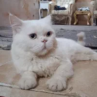 پیشی