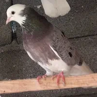 کفتر|پرنده|علیآباد کتول, |دیوار