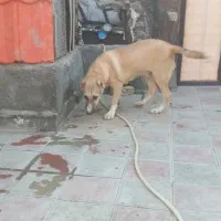 توله ۶ماهه|سگ|کاشان, دانشگاه|دیوار