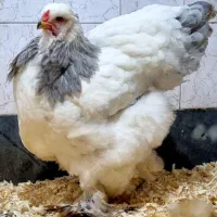 تخم نطفه دار ، جوجه ، برهما و ویاندوت و استرالوپ