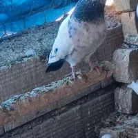 30تاحیوون پروازی نروماده مایع کفترجفتی500تومن|پرنده|صائین قلعه, |دیوار