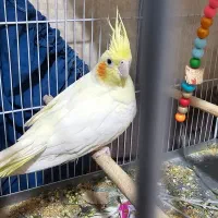 پرنده|پرنده|گراش, |دیوار