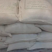 برنج فجر  شمال استان گلستان