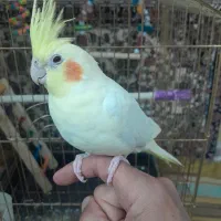 عروس هلندی