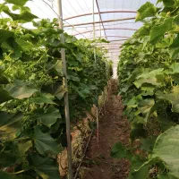 فروش گلخانه  400 متری|عمدهفروشی|سلیمان, |دیوار