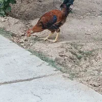 خروس 5ماهه