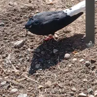 کبوتر دم سفید