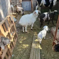 یک عدد قوچ فروشی|حیوانات مزرعه|نرماشیر, |دیوار