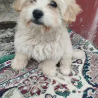 سگ با هوش|سگ|کهریزک, |دیوار