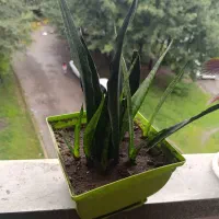 گل های آپارتمانی زیبا|گل و گیاه طبیعی|رشت, نیروی دریایی|دیوار