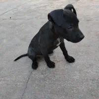 حیوان|سگ|مسجد سلیمان, |دیوار