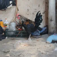 خروس ۷ ماهه زینتی
