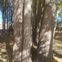 خرید و برش انواع چوب و درخت و هرس درختان لشنی|خدمات باغبانی و درختکاری|دورود, |دیوار