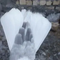 کفتر|حراج|فسا, |دیوار