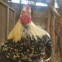 خروس خوشکل جوان
