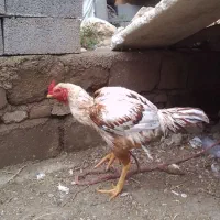 خروس لاری