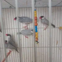 فنچ نرگسی سیلور|پرنده|بیرجند, |دیوار