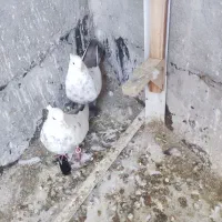 ماده دم سوسنی